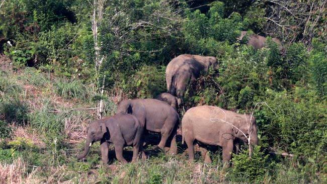 Gajah merupakan satwa yang dilindungi. (CNN Indonesia)