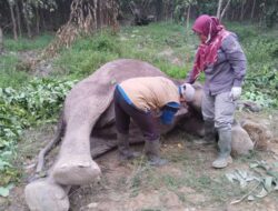 Gajah Liar Ditemukan Mati di Taman Nasional Tesso Nilo, Ditemukan Satu Kantong Gula Merah