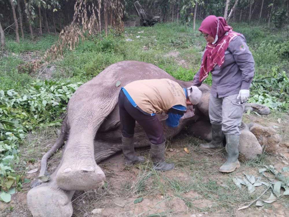 Petugas periksa gajah yang ditemukan mati. (riau.go.id)