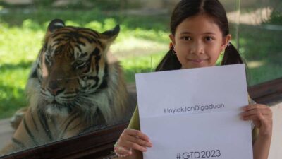Harimau Sumatera Kian Terancam, Inyiak Jan Digaduah