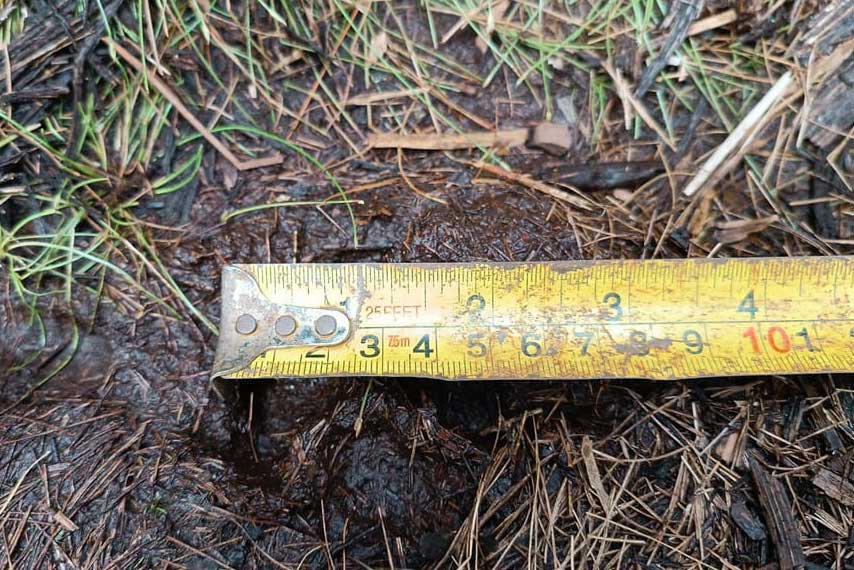 Hasil pengukuran di lokasi tim menemukan jejak satwa diduga harimau sumatera ukuran 7 centimeter. (riau.go.id)