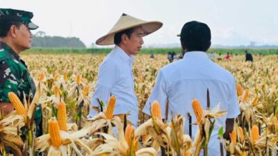 Presiden Joko Widodo meninjau ladang jagung di kawasan food estate, Desa Wambes, Kecamatan Mannem, Kabupaten Keerom, Provinsi Papua, Kamis (6/7/2023). (BPMI Setpres)