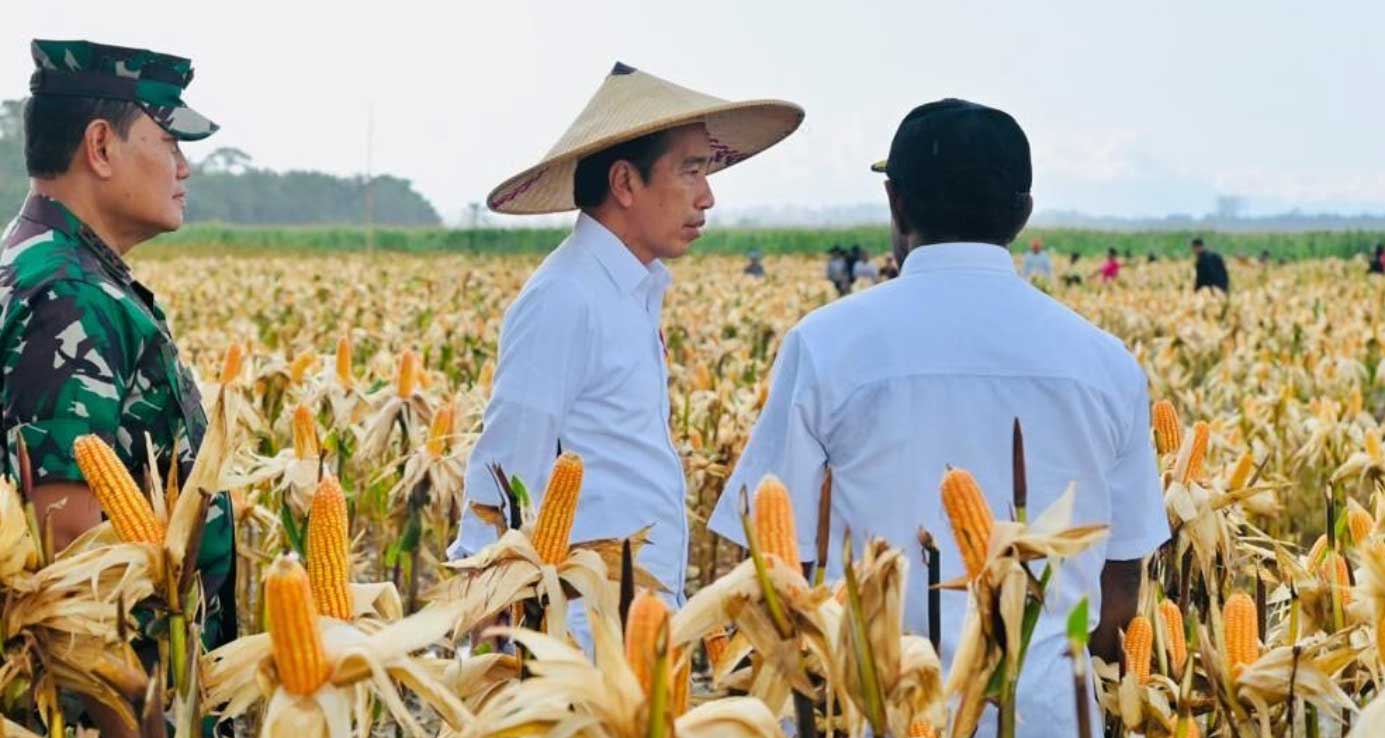 Presiden Joko Widodo meninjau ladang jagung di kawasan food estate, Desa Wambes, Kecamatan Mannem, Kabupaten Keerom, Provinsi Papua, Kamis (6/7/2023). (BPMI Setpres)