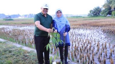 Solok Menuju Kota Hijau, Pengantin Baru Wajib Tanam Dua Pohon