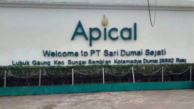 apical
