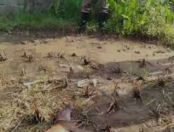 Anjing Gila Mengganas di Padang, Banyak Warga Jadi Korban, Anjing pun Dilumpuhkan