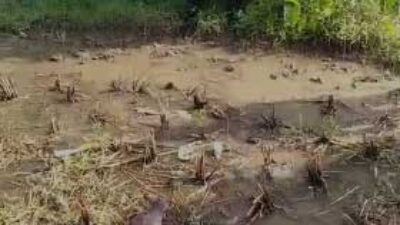 Anjing gila yang mengganas di Padang.