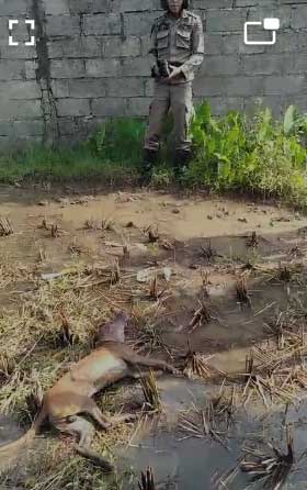 Anjing gila yang mengganas di Padang.
