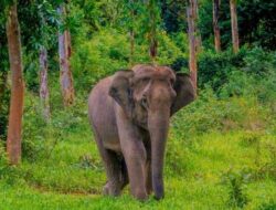 Gajah Bernama Lisa Lahirkan Anak Keempat di Taman Nasional Tesso Nilo Pelalawan 6 Gajah Bernama Lisa Lahirkan Anak Keempat di Taman Nasional Tesso Nilo Pelalawan