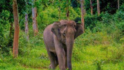 Gajah Sumatera. (mediatani)