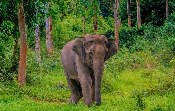 Gajah Sumatera. (mediatani)