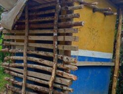 Dinas Sosial Diminta Turun Tangan, Seorang ODGJ di Desa Tuhegeo II Terpaksa Dikurung di Kandang