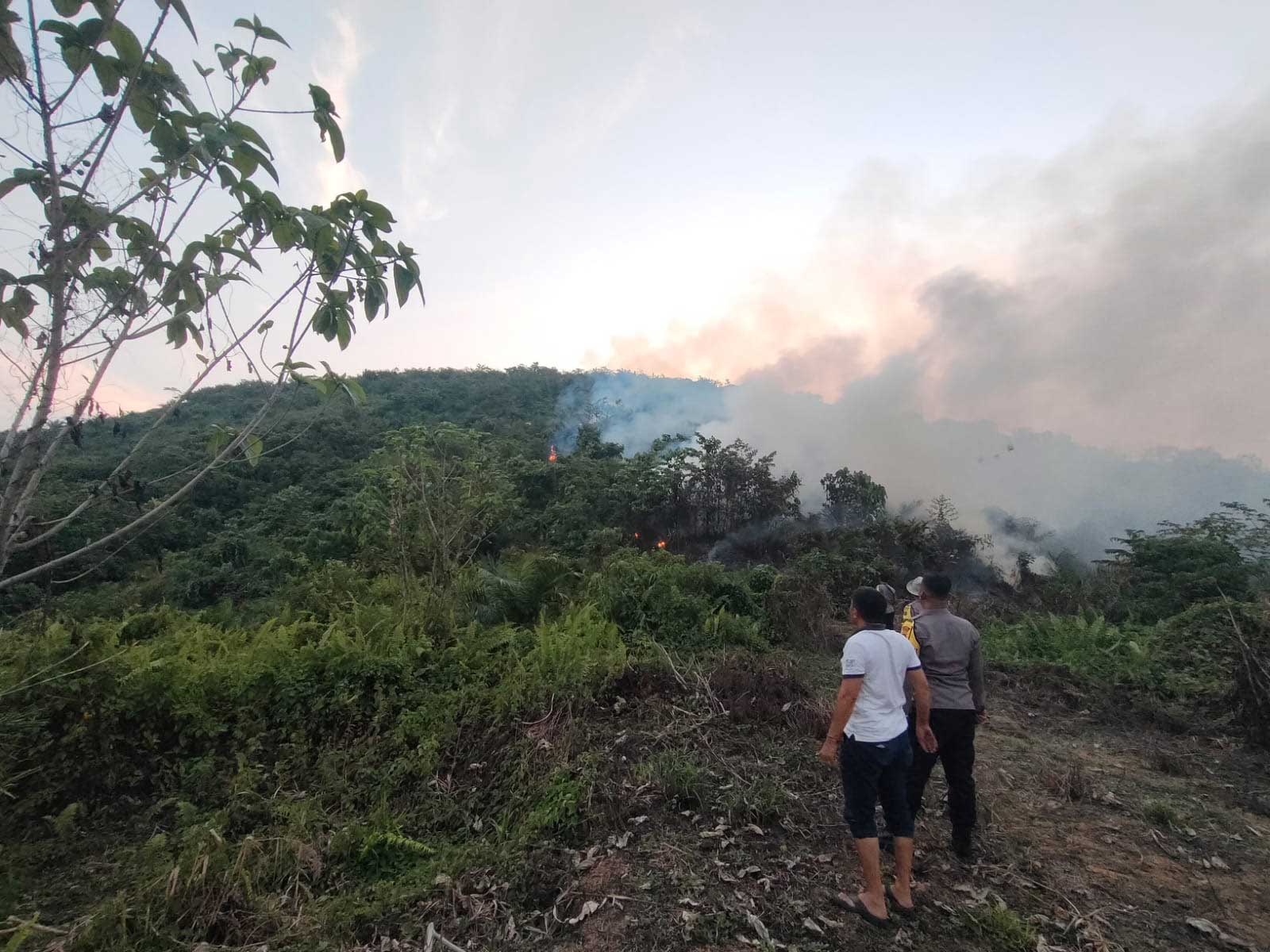 Kawasan kebun sawit