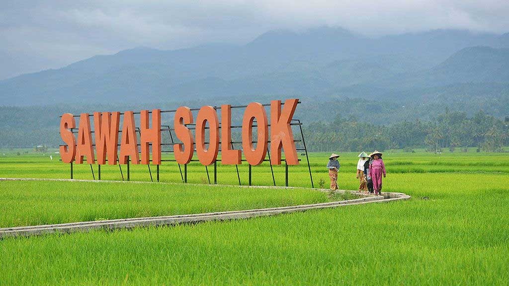 Hamparan padi di Sawah Solok. (kompas.id)
