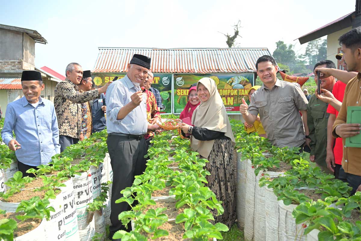 Gubernur Mahyeldi tinjau pertanian organik. (pemprov)