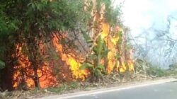 Kebakaran lahan di Musi Banyuasin
