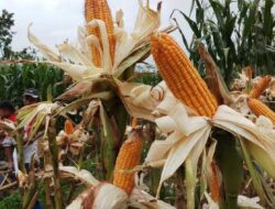Stabilisasi Harga Jagung, Pemerintah Pusat Guyurkan Rp5,9 Miliar ke Sumbar 4 Stabilisasi Harga Jagung, Pemerintah Pusat Guyurkan Rp5,9 Miliar ke Sumbar