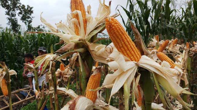 Petani panen jagung. (cnbc indonesia)