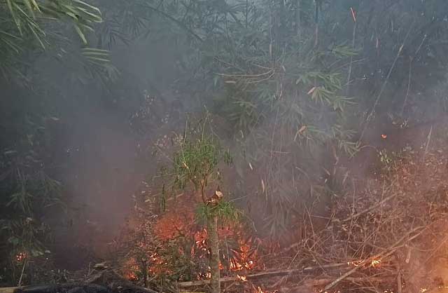 Kebun karet terbakar di Kuncia