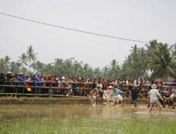 Pacu Jawi Selalu Meriah di Tanah Datar, Ini Daerah yang Melahirkan Pacu Jawi Itu 5 Pacu Jawi Selalu Meriah di Tanah Datar, Ini Daerah yang Melahirkan Pacu Jawi Itu
