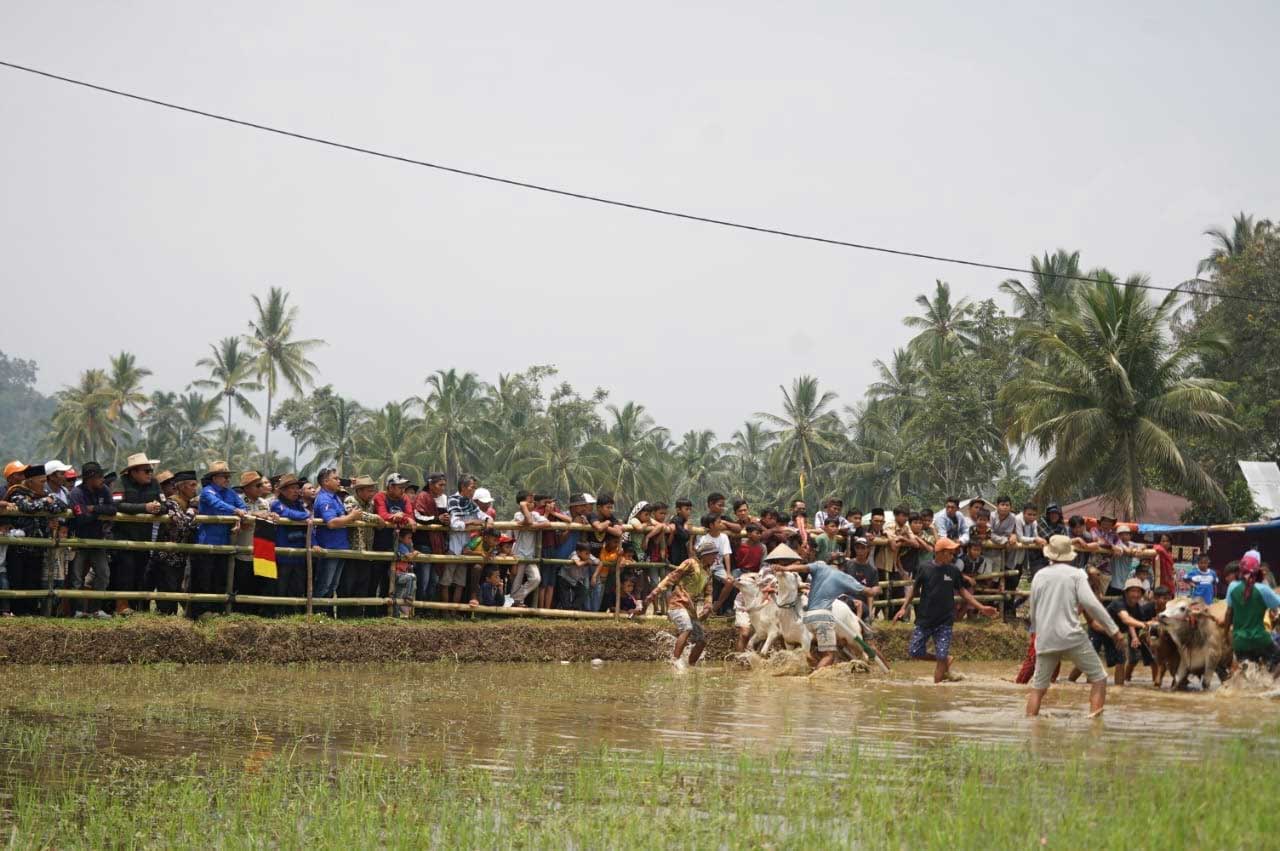 Pacu jawi di Sawah Darek Jorong Galo Gandang, Nagari III Koto, Kecamatan Rambatan, Sabtu (14/10/2023). (prokopim)