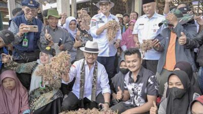Menteri Pertanian ketika panen bawang di Sungai Nanam