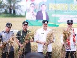 Indonesia Dilanda  El Nino, Kota Solok Tetap Bisa Surplus Beras, Kok Bisa?