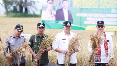Panen raya padi di Sawah Solok