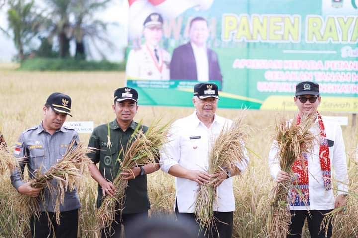 Panen raya padi di Sawah Solok