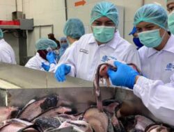 Pabrik Ikan Modern di Serdang Bedagai Bebas Limbah, Filet Ikan Diekspor ke Amerika Serikat, Kepala Ikan Nila Diburu Masyarakat Lokal 11 Pabrik Ikan Modern di Serdang Bedagai Bebas Limbah, Filet Ikan Diekspor ke Amerika Serikat, Kepala Ikan Nila Diburu Masyarakat Lokal