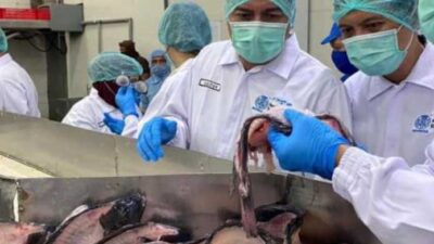 Pabrik Ikan Modern di Serdang Bedagai Bebas Limbah, Filet Ikan Diekspor ke Amerika Serikat, Kepala Ikan Nila Diburu Masyarakat Lokal
