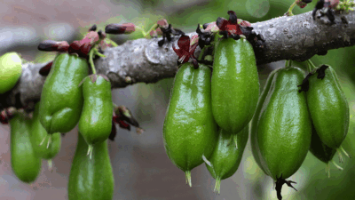 Belimbing sayur yang masih di batang