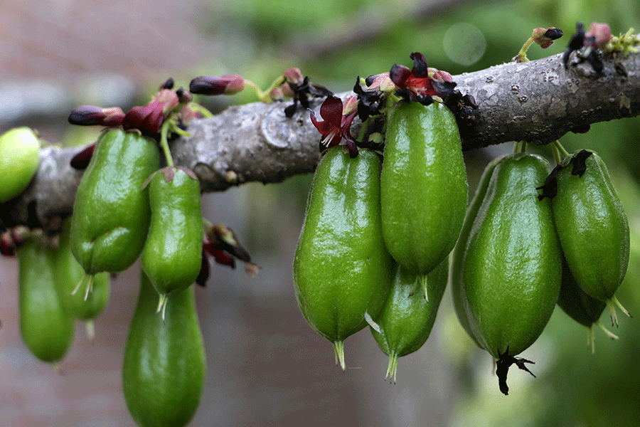 Belimbing sayur yang masih di batang