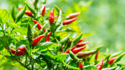 Cabe rawit yang siap untuk dipanen