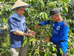 Secangkir Kopi Merawat Bumi, Warga Nagari Batang Barus Kembangkan Kopi Arabica 12 Secangkir Kopi Merawat Bumi, Warga Nagari Batang Barus Kembangkan Kopi Arabica