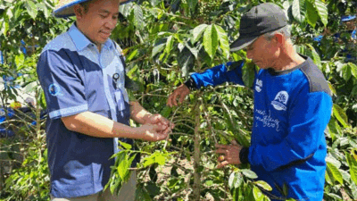 Petani merawat tanaman kopinya hasil binaan Aqua Solok.