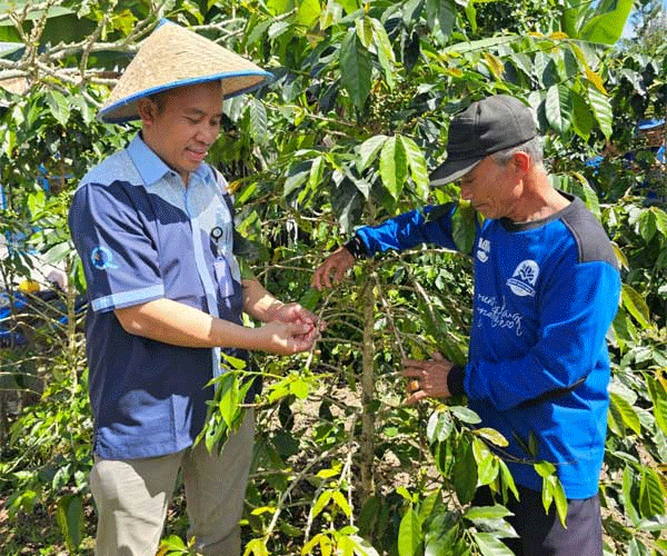 Petani merawat tanaman kopinya hasil binaan Aqua Solok.