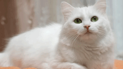 kucing