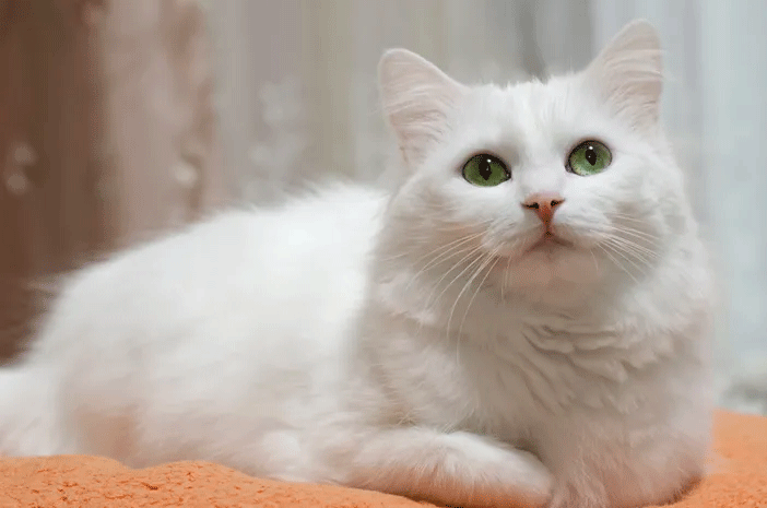 kucing