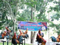 Lomba Ayam Kukuak Balenggek di Kota Solok Diikuti Ratusan Peserta, Kukuak Belenggek Tujuah Jadi Primadona 12 Lomba Ayam Kukuak Balenggek di Kota Solok Diikuti Ratusan Peserta, Kukuak Belenggek Tujuah Jadi Primadona