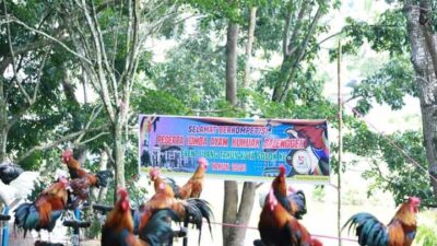 Lomba Ayam Kukuak Balenggek di Kota Solok Diikuti Ratusan Peserta, Kukuak Belenggek Tujuah Jadi Primadona