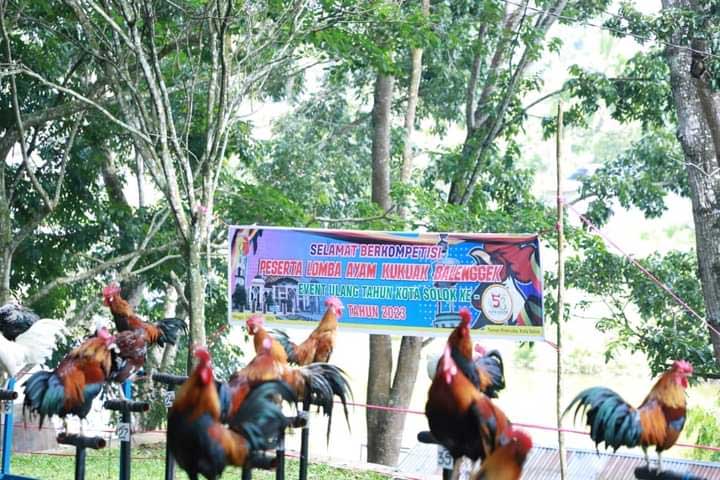 Lomba ayam kukuah balenggek di di Taman Pramuka Objek Wisata Pulau Belibis, Kota Solok.