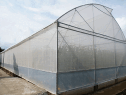 Tanah Datar Bersiap Menjadi Daerah Penghasil Melon di Indonesia 4 Tanah Datar Bersiap Menjadi Daerah Penghasil Melon di Indonesia