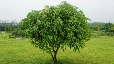 Pohon mangga