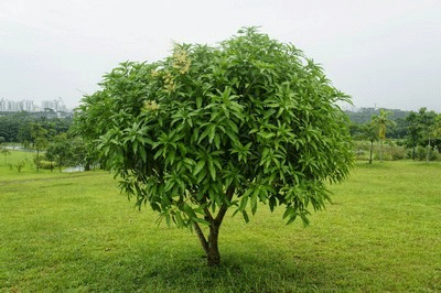 Pohon mangga