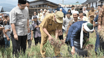 Gubernur Mahyeldi panen bawang bersama Komunitas Moslem Loyalty Rabbani di Guguak, Kabupaten Solok. (Biro Adpim)