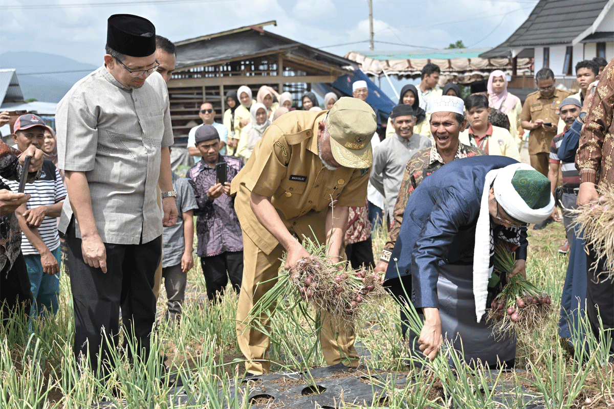 Gubernur Mahyeldi panen bawang bersama Komunitas Moslem Loyalty Rabbani di Guguak, Kabupaten Solok. (Biro Adpim)
