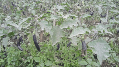Marapi Erupsi, Petani di X Koto Tak Bisa Beraktivitas, Pemkab Tanah Datar ke Mana?