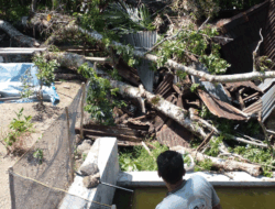 Ditimpa Pohon Tumbang, Sejumlah Rumah Rusak di Tanjung Raya