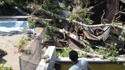Ditimpa Pohon Tumbang, Sejumlah Rumah Rusak di Tanjung Raya
